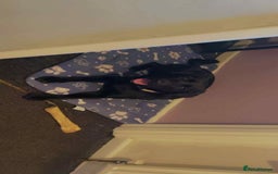 Cockerdor dogs for sale: Black lab  - Image 3