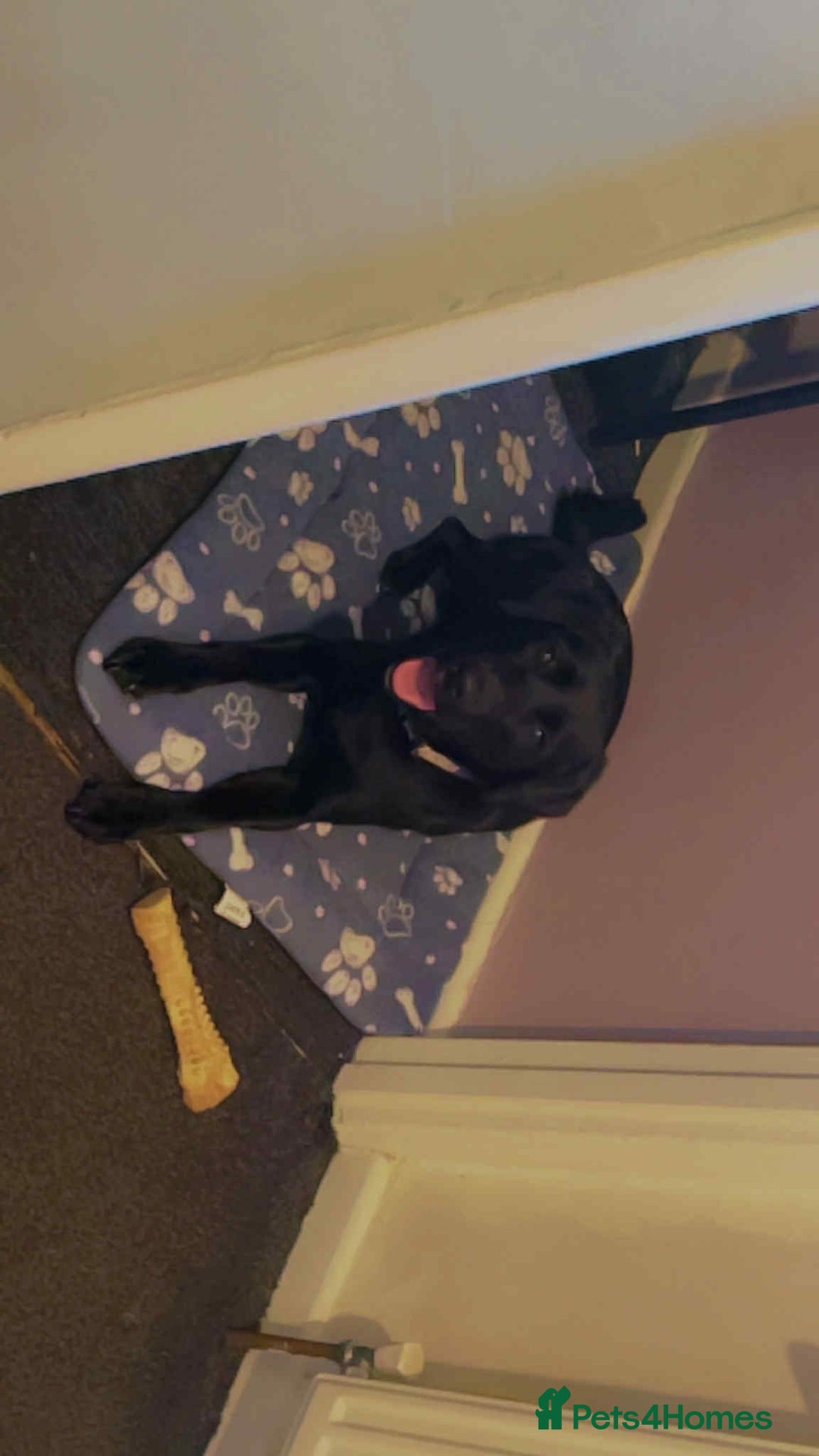 Cockerdor dogs for sale: Black lab  - Image 3