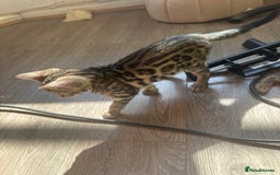 Bengal cats for sale: Stunning Bengal kittens - Image 26