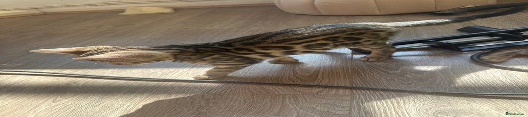 Bengal Kitten 8