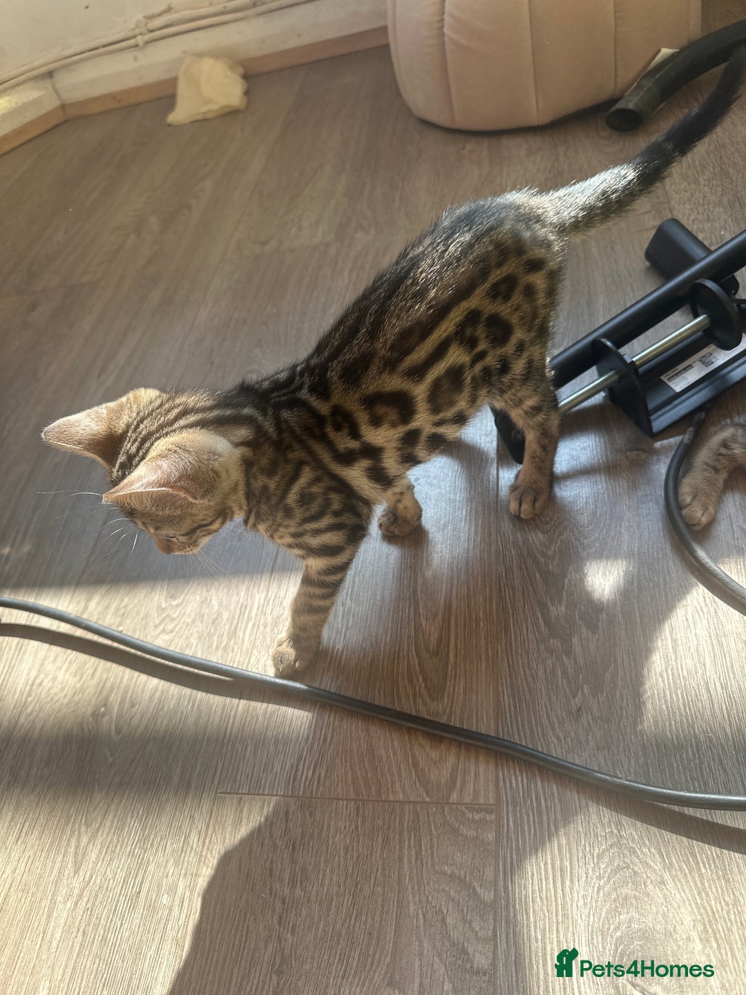 Bengal cats for sale: Stunning Bengal kittens - Image 26