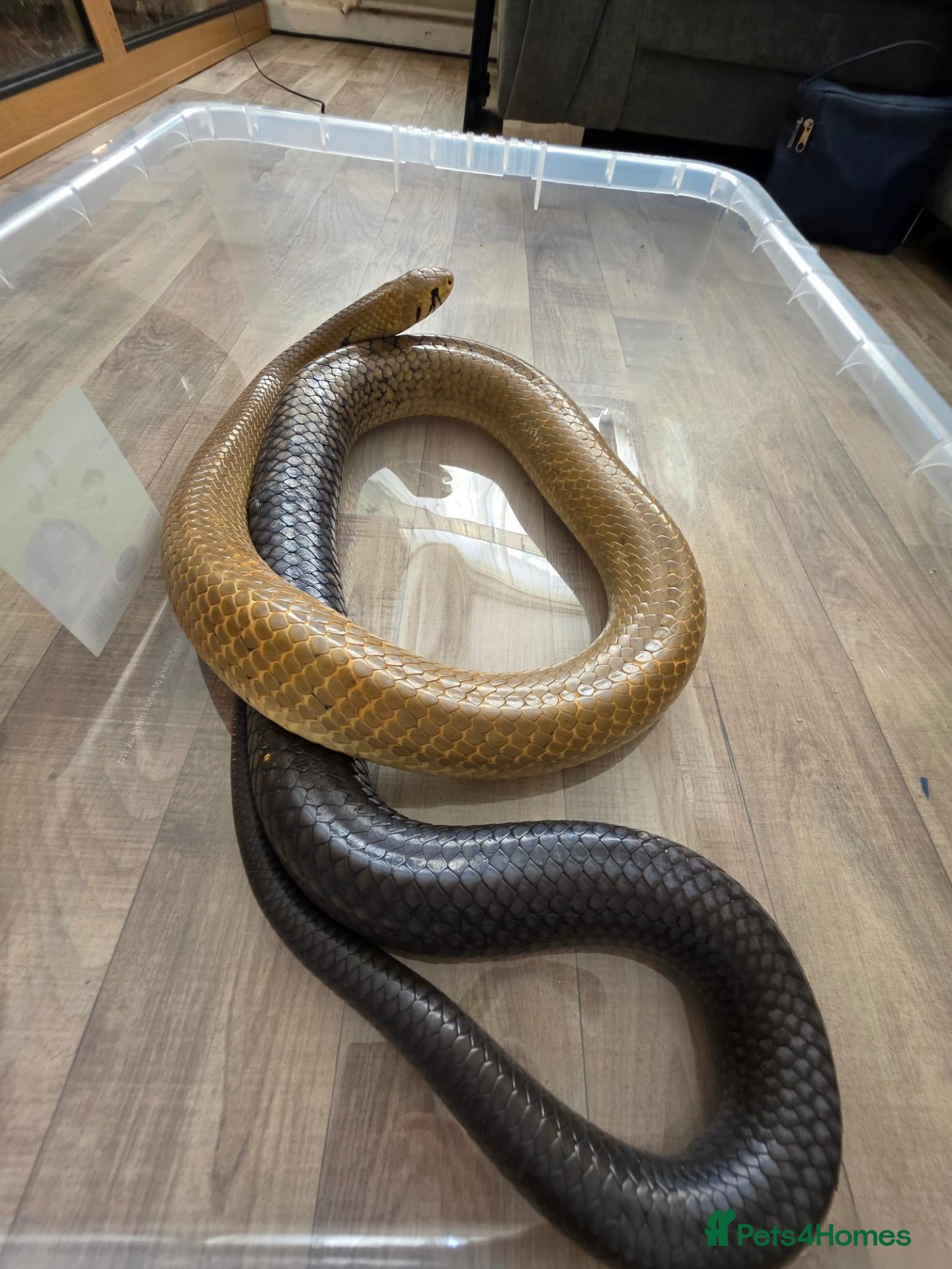Snake reptiles Pairof Black Tailed cribos - Advert 1
