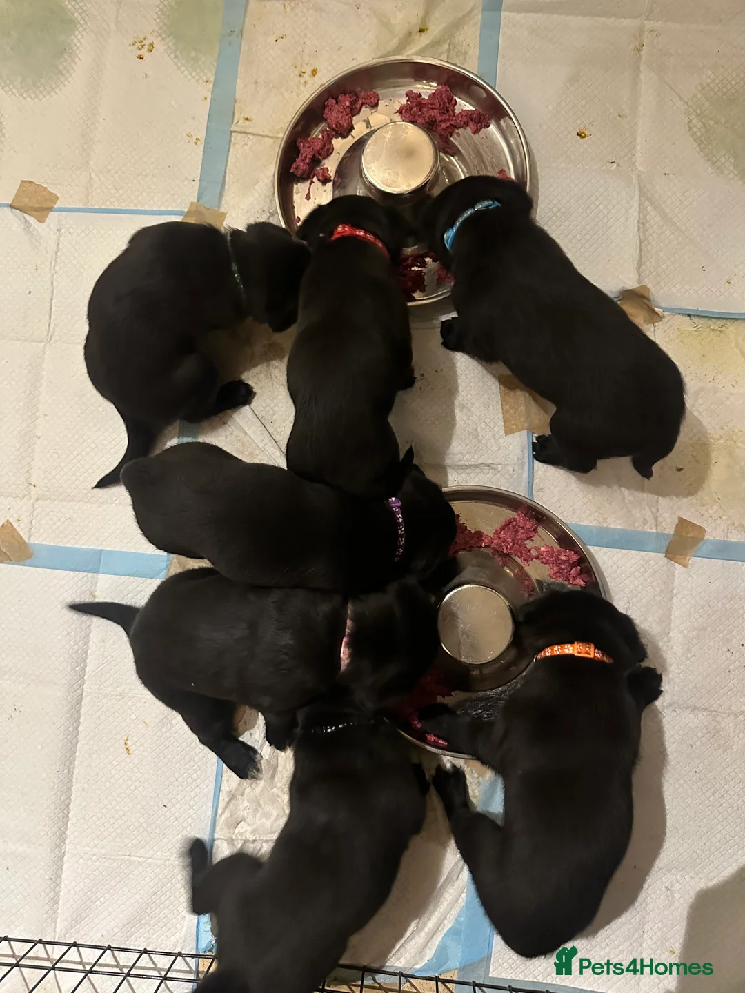 Borador dogs for sale: Labrador x Collie Puppies - Advert 5