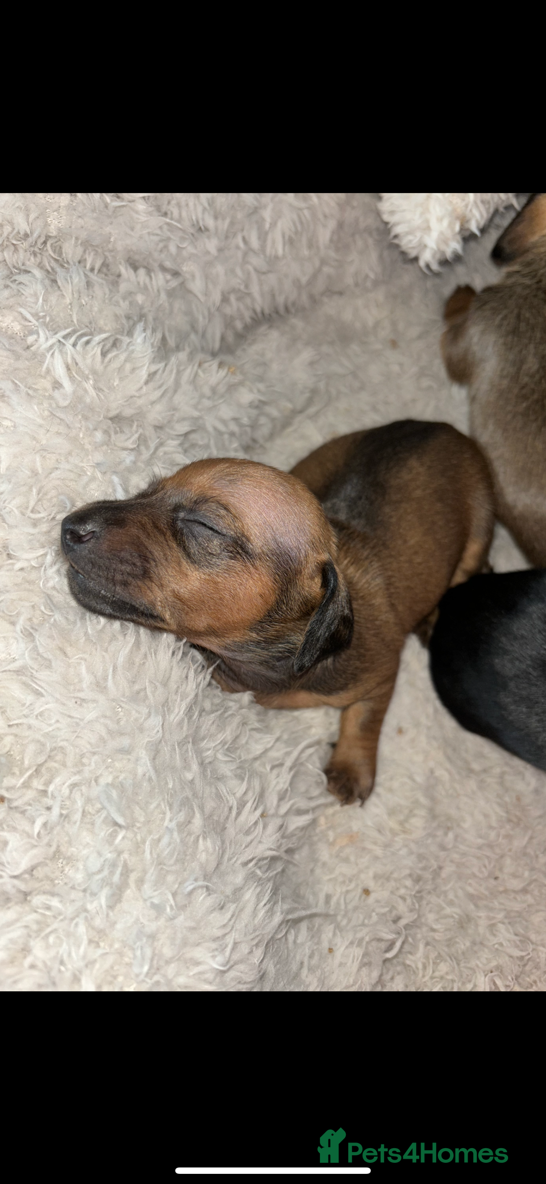 Miniature Dachshund dogs for sale: Miniture dashhounds  - Image 3