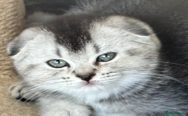 Scottish Fold cats - Advert 9
