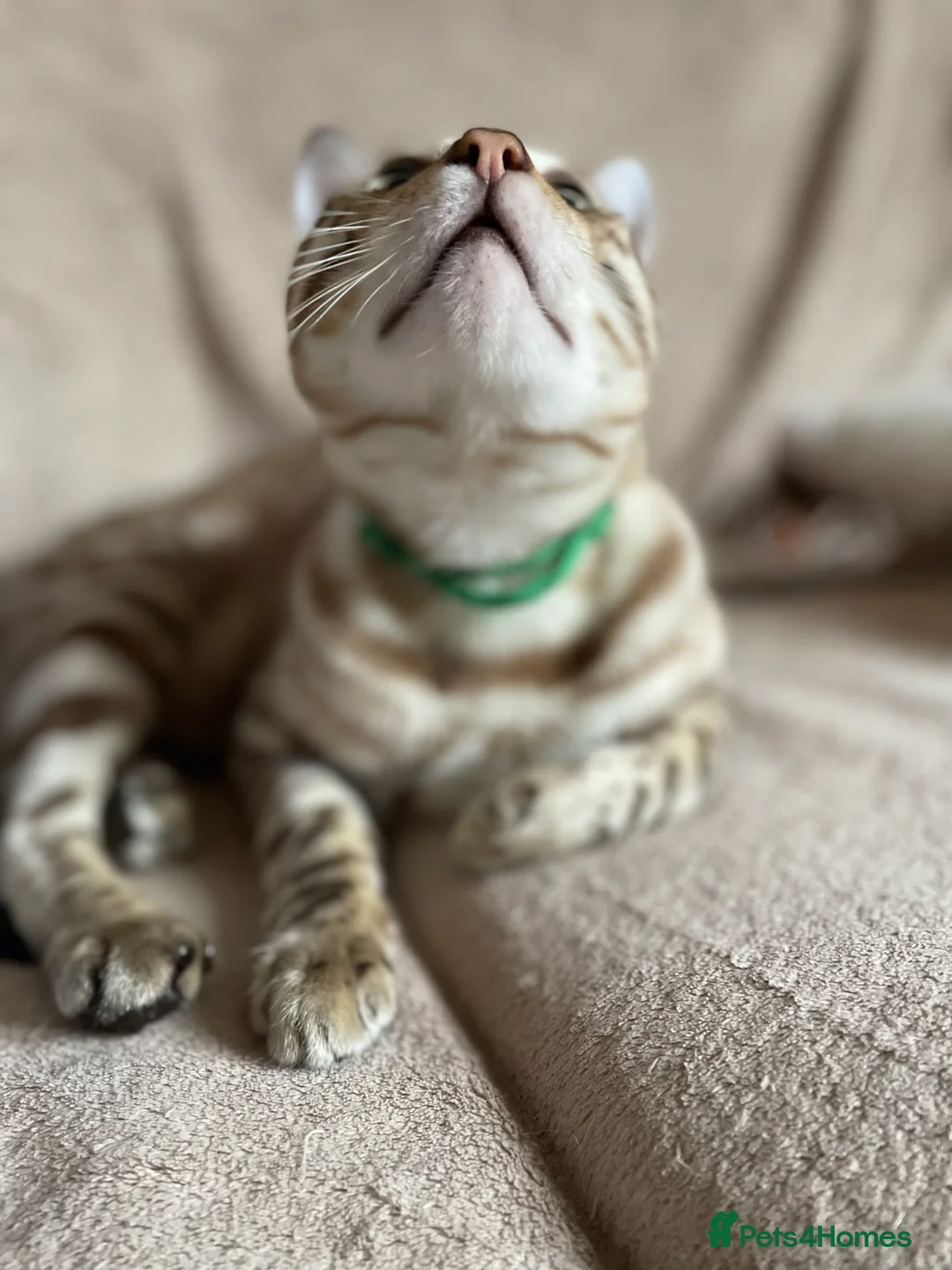 Bengal cats for sale: Outstanding pedigree Bengals - Advert 2