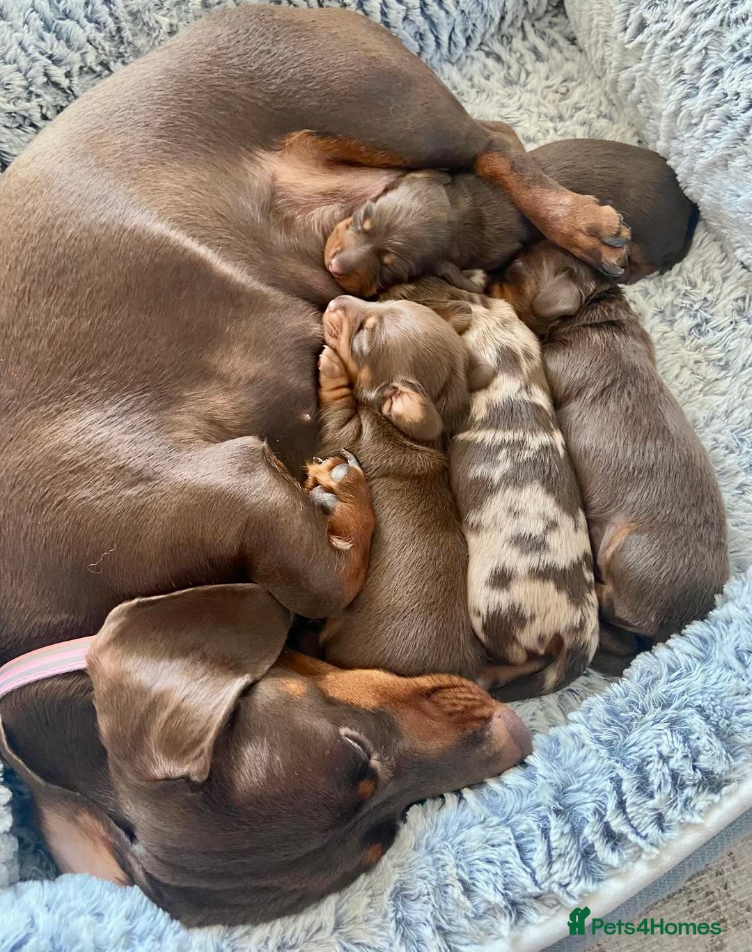 Miniature Dachshund dogs for sale: KC Championship line miniature dachshunds  - Image 8