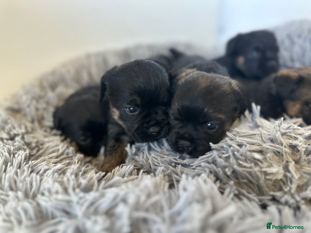 Border Terrier dogs for sale: KC Border Terrier puppies (SLEM Clear) - Image 4