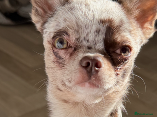 Chihuahua dogs Beautiful Merle Chihuahua available for stud 🐾 - Advert 23