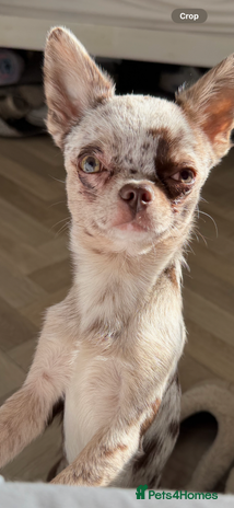 Chihuahua dogs Beautiful Merle Chihuahua available for stud 🐾 - Advert 1