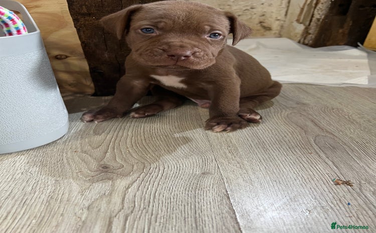 Cane Corso dogs - Advert 1
