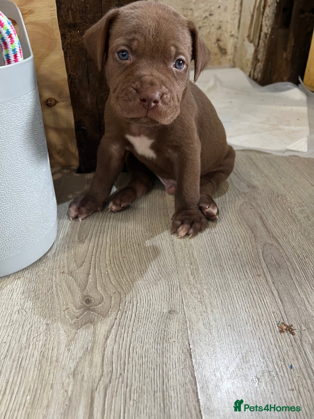 Cane Corso dogs for sale: 10 gorgeous Cane Corso  - Image 1