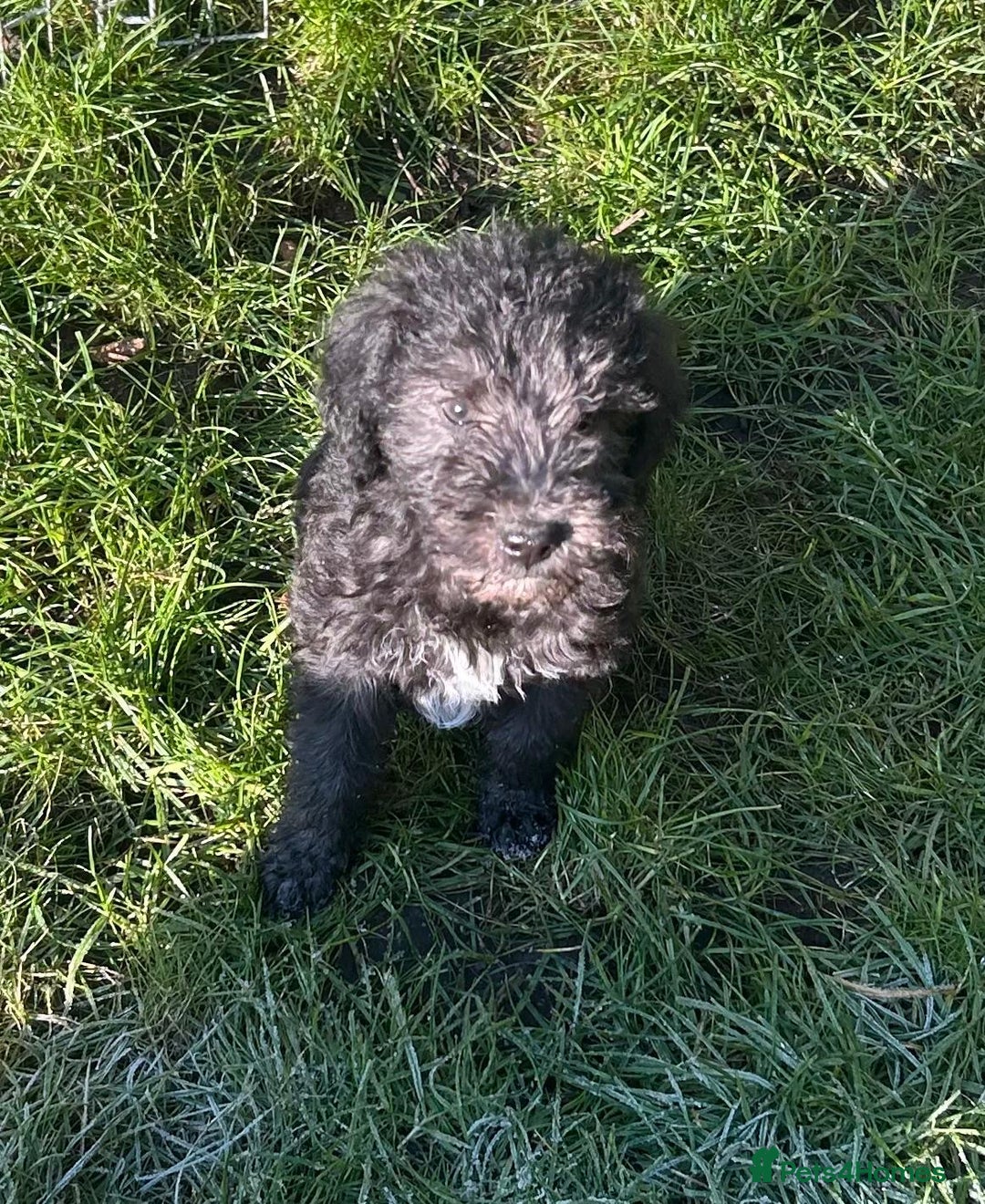 Bedlington Terrier dogs for sale: Bedlington pup - Advert 7