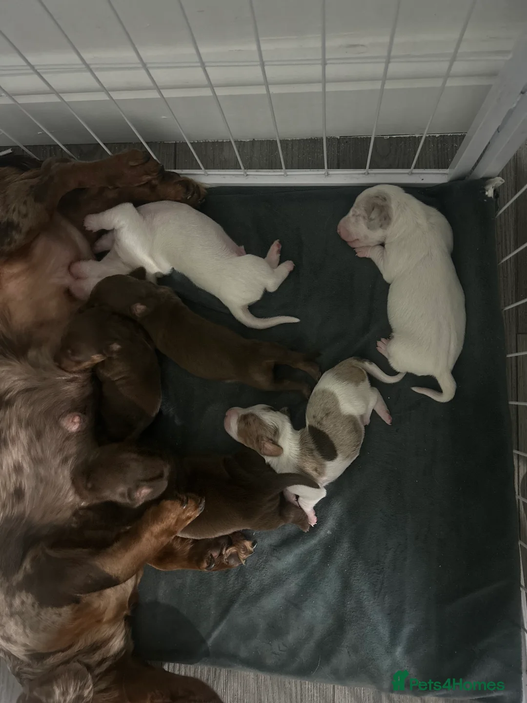 Miniature Dachshund dogs for sale: Mini dashound in Castleford - Advert 2