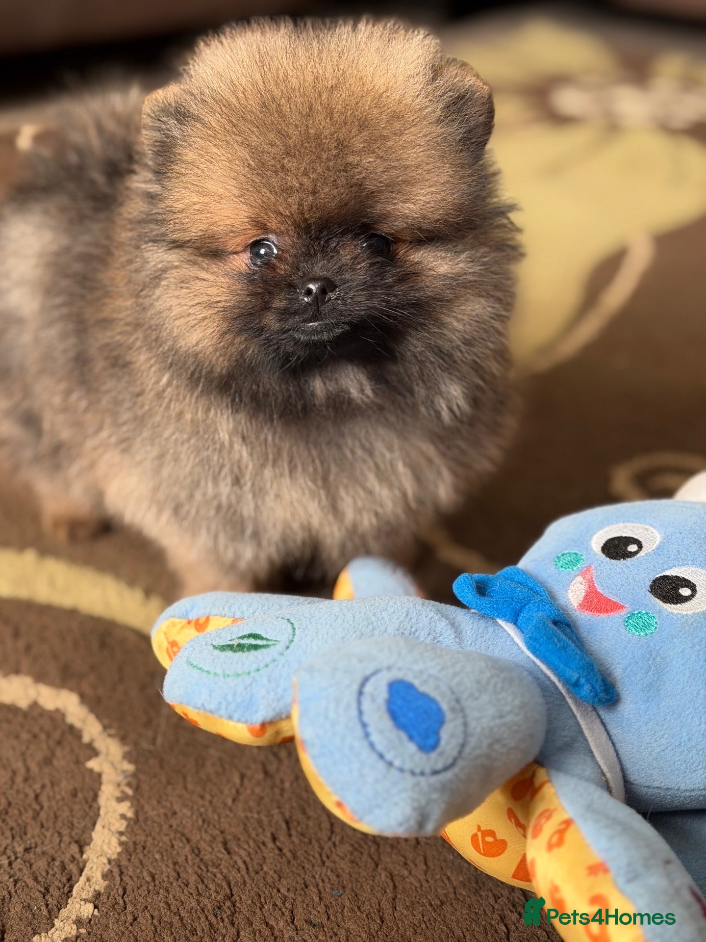 Pomeranian dogs Two Exquisite Pomeranian Puppies  - Advert 1