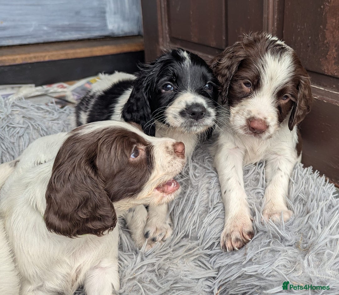 English Springer Spaniel dogs for sale: Beautiful  - Image 5