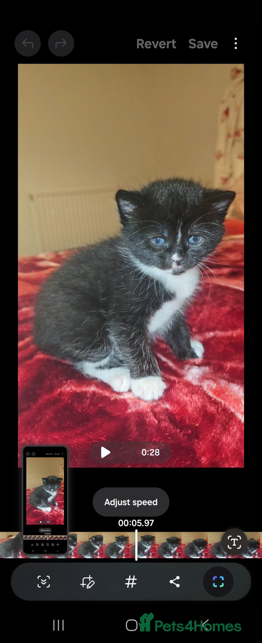 Mixed Breed cats 3 beautiful Kittens  - Advert 17