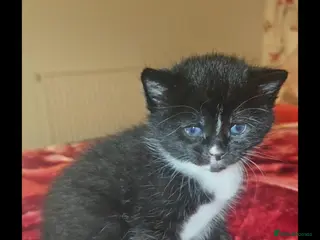 Mixed Breed cats 3 beautiful Kittens - Advert 17