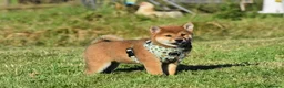 Japanese Shiba Inu dogs for sale: Exceptional Japanese Shiba Inu Puppies - Advert 17