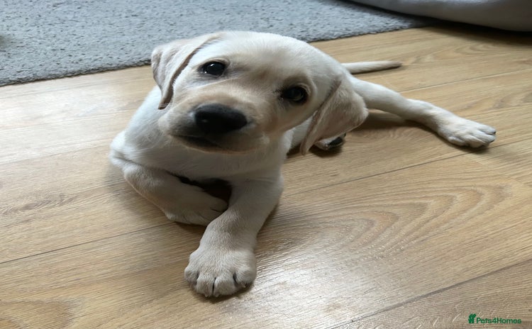 Labrador Retriever dogs - Advert 13