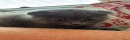 Scottish Fold cats for sale: Beautiful Scottish fold kittens - Advert 4