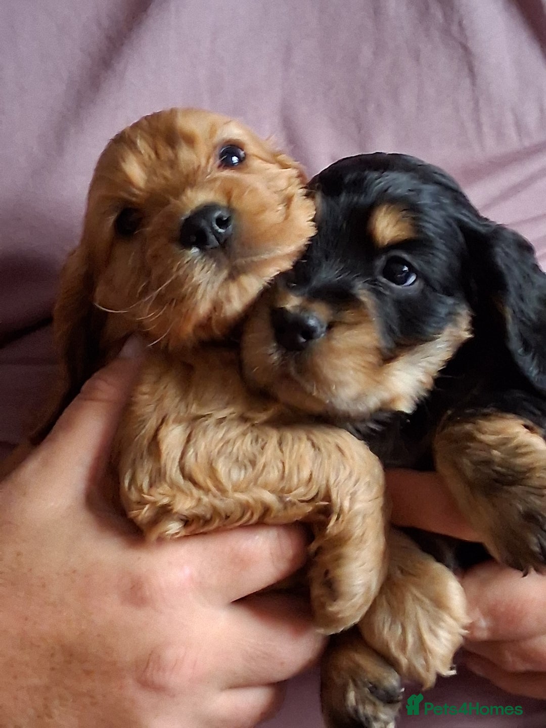 Cocker Spaniel dogs for sale: Quality show type Cocker Spaniel puppies for sale in Whitchurch - Image 3