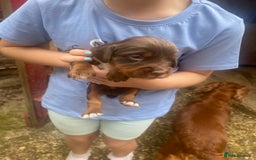 Sprocker dogs for sale: Sprocker Spaniel Puppies - Image 15