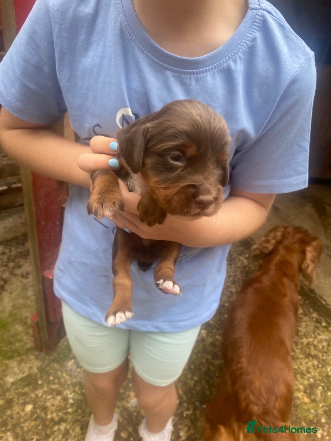 Sprocker dogs for sale: Sprocker Spaniel Puppies - Image 15