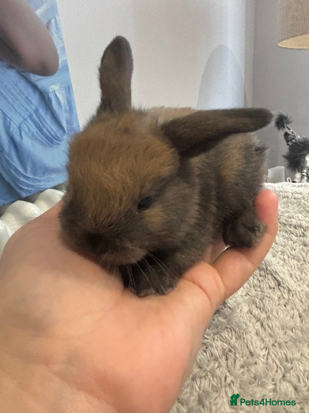 Mini Lop rabbits for sale: Mini lop bunnies  - Advert 4