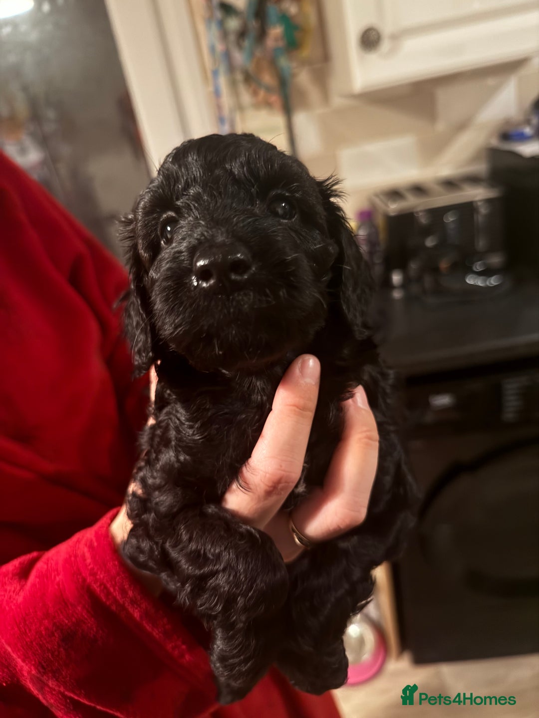Cockapoo dogs for sale: Cockapoo f2 puppy  - Image 2