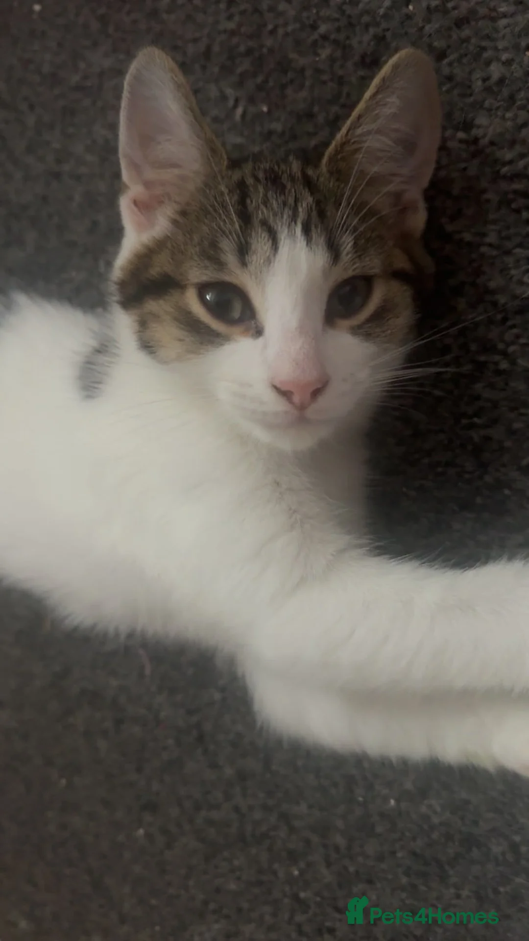 Mixed Breed cats for sale: 1 female kitten  - Advert 3