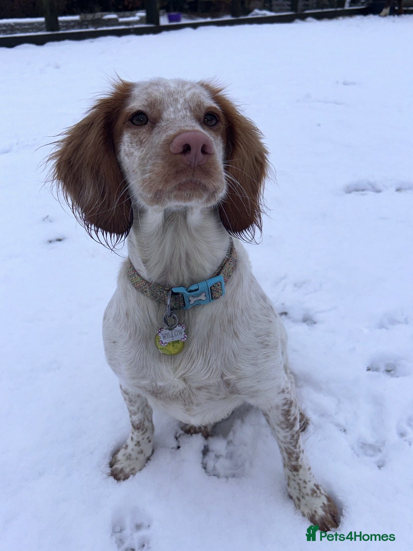 Cocker Spaniel dogs 🐾 8 Male Working Cocker Spaniel Puppies 🐾  - Advert 2