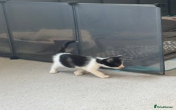 Mixed Breed cats for sale: Mixed kittens for sale - Image 26