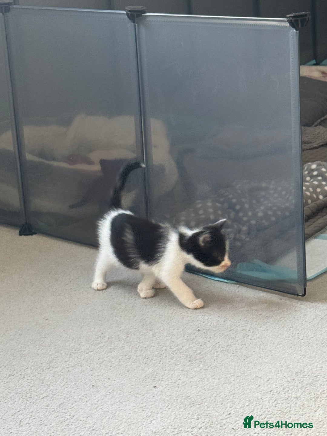 Mixed Breed cats for sale: Mixed kittens for sale - Image 26
