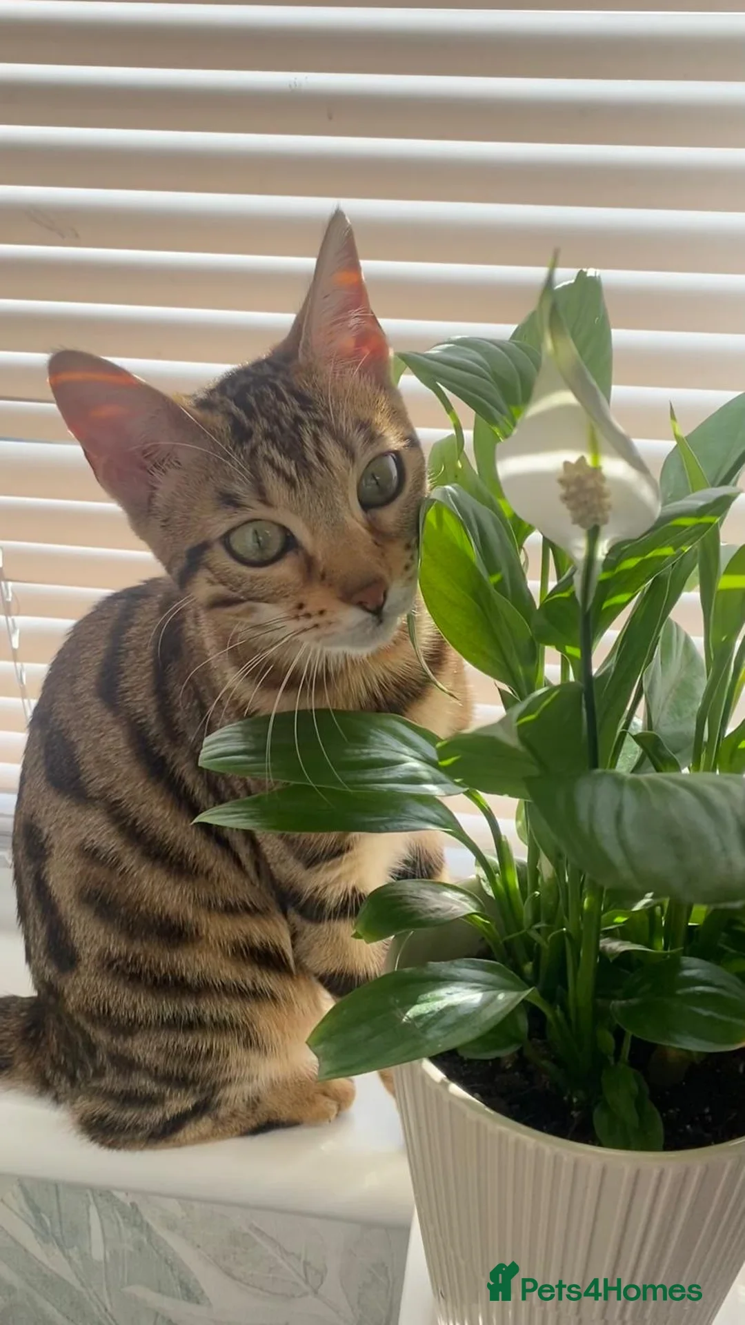 Bengal cats for sale: Beautiful Bengal Kittens for Sale in Glasgow - Advert 2