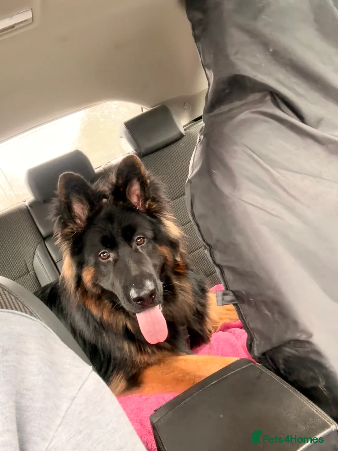 German Shepherd dogs for sale: German Shepherd - 8 months/ Looking for new home in Kettering - Advert 2