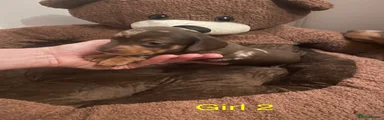Miniature Dachshund Puppy 4