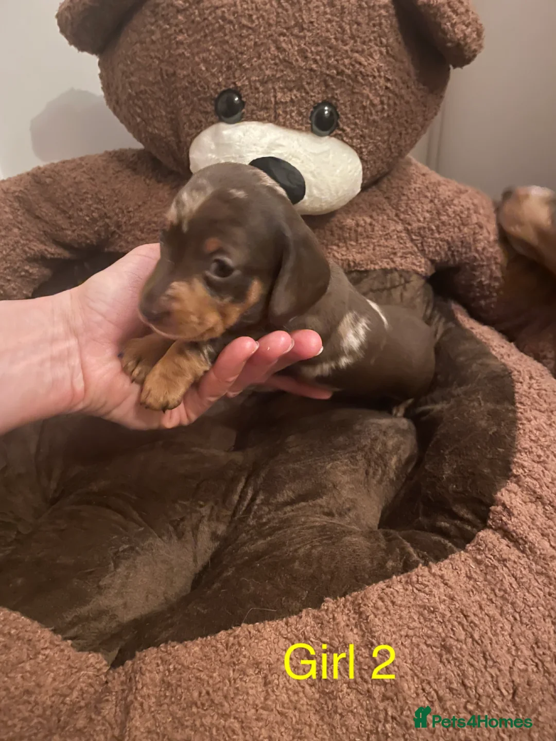 Miniature Dachshund dogs for sale: Miniature dapple piebald puppies - Advert 27