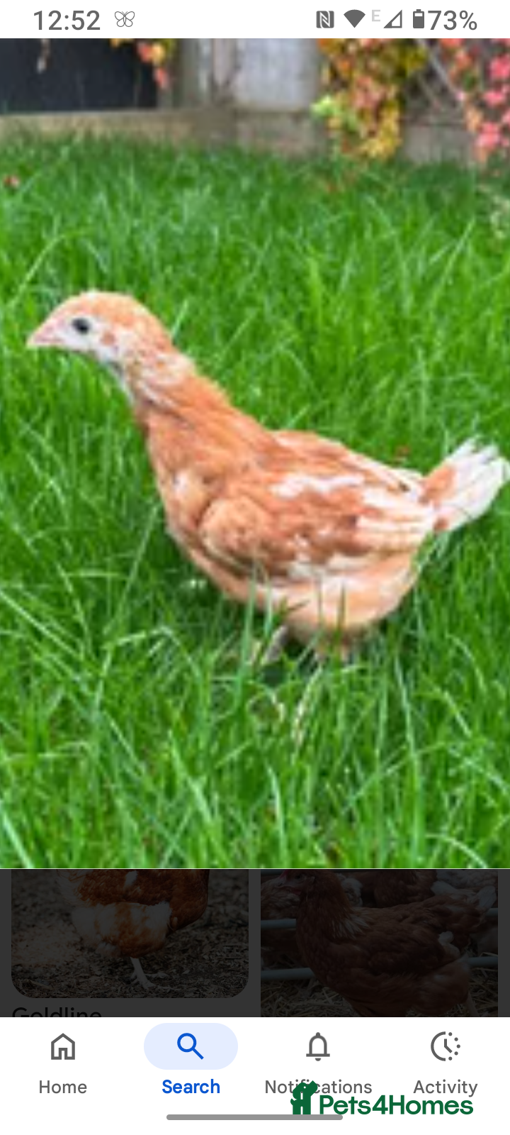 Chickens poultry Chickens, young pullets and brown hens - Advert 14