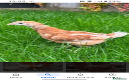 Chickens poultry for sale: Gold Line pullets (female)  - Image 1