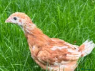 Chickens poultry for sale - Advert 1