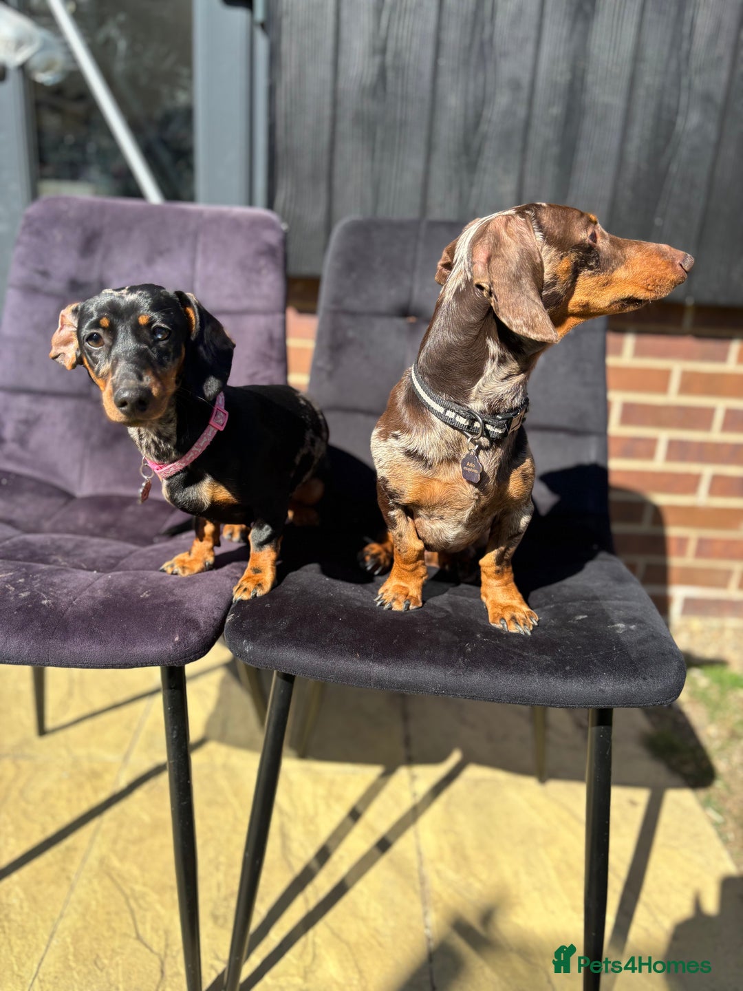 Miniature Dachshund dogs for sale: Rehoming x2 dachshunds  - Advert 1