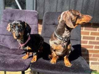 Miniature Dachshund dogs Rehoming x2 dachshunds - Advert 1