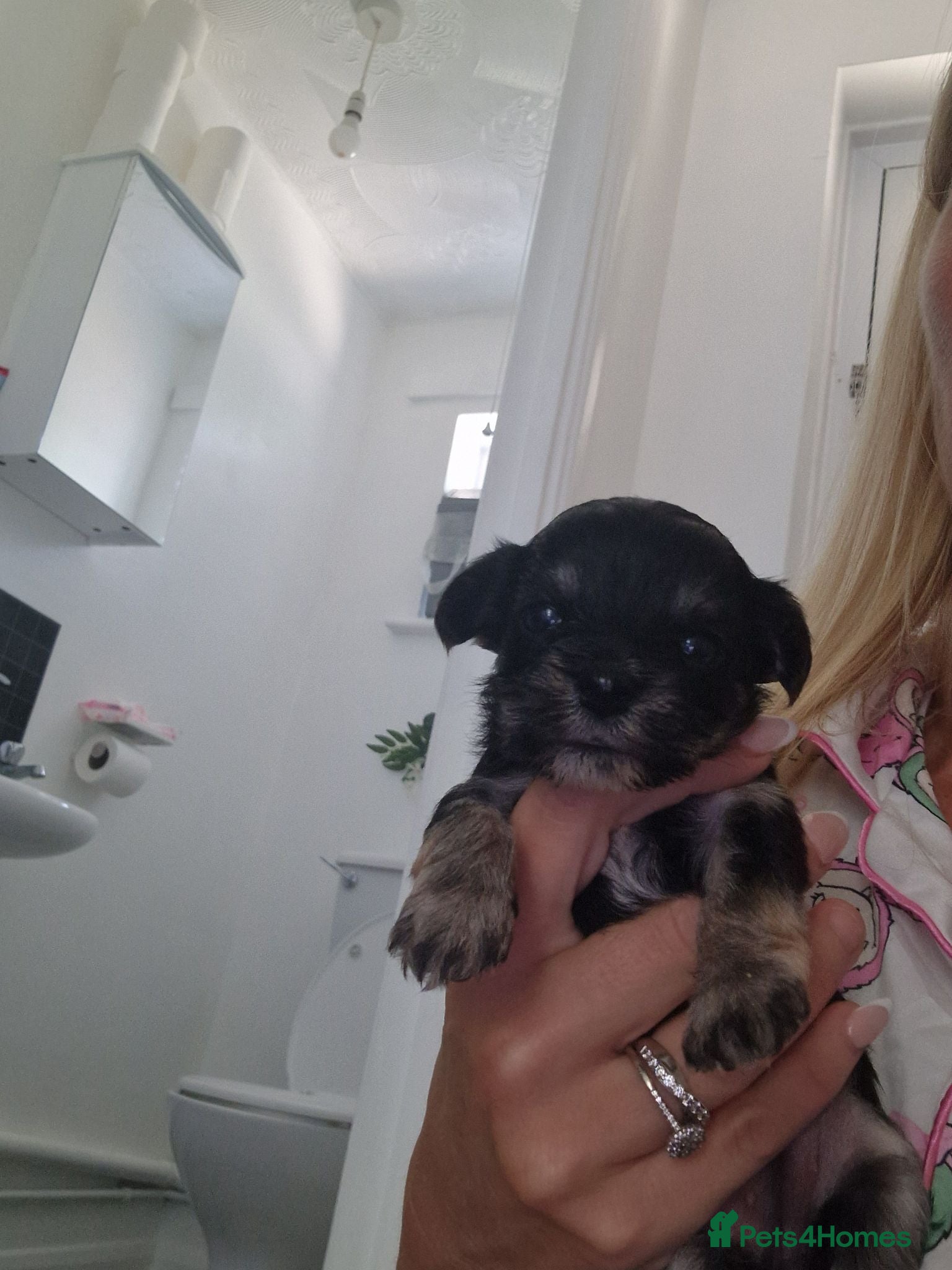 Yorkshire Terrier dogs Yorkshire terrier puppys - Advert 1