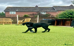 Labrador Retriever dogs for sale: Stunning litter of Black Labrador puppies  in Lydbury North - Image 2