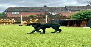 Labrador Retriever dogs in Lydbury North - Advert 2