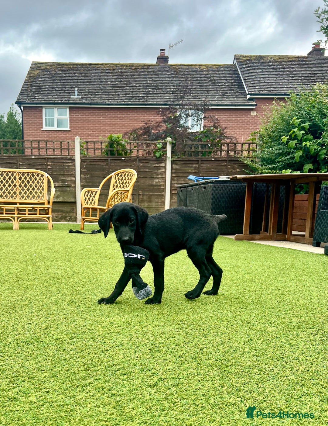Labrador Retriever dogs for sale: Stunning litter of Black Labrador puppies  in Lydbury North - Image 2