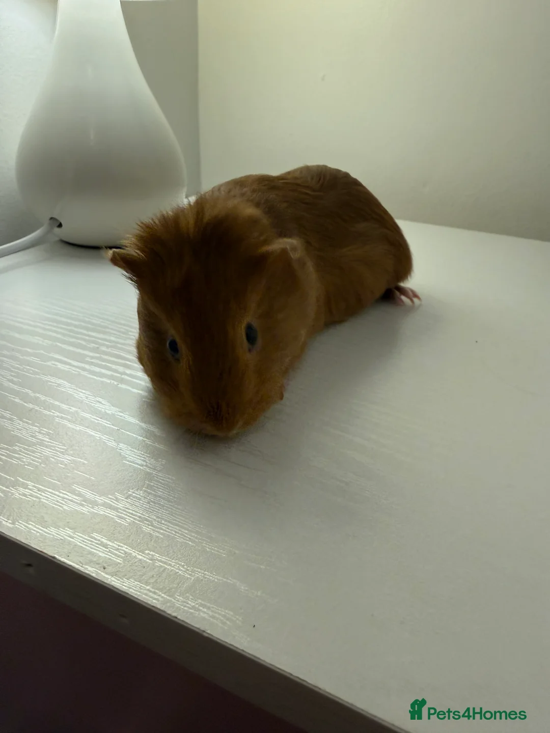 Guinea Pig rodents for sale: Baby guinea pigs  - Advert 2
