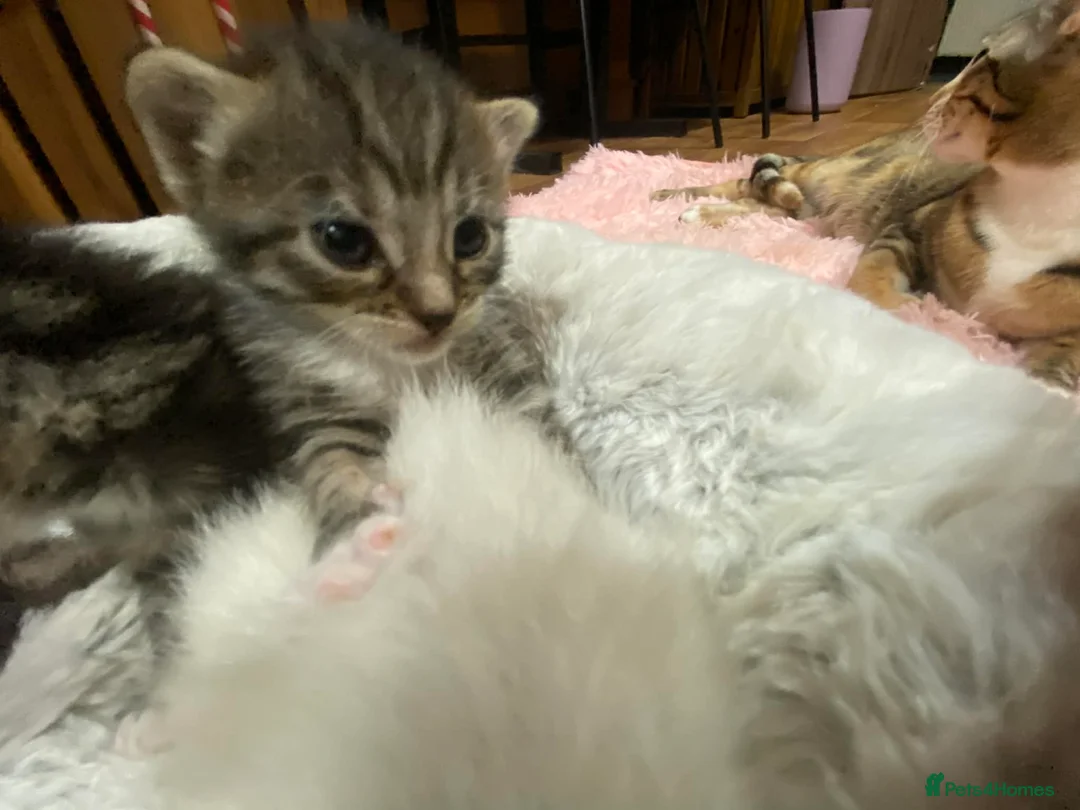 Mixed Breed cats for sale: Bengal mother. Father tabby with maincoon kittens  in Sanquhar - Advert 11