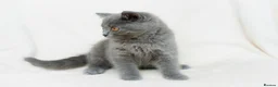 British Shorthair cats for sale: Blue British Shorthair 2 Kittens Left **MUST SEE** - Advert 15